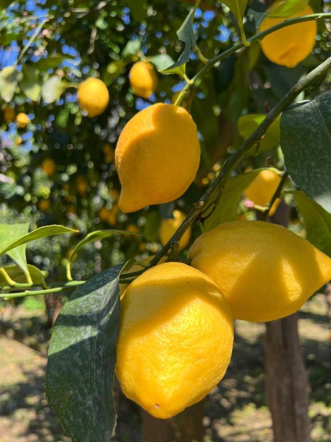 Tenuta Di Leva Piano di Sorrento Exteriér fotografie